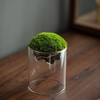 【绿植】礼物桌面懒人苔藓微景观生态瓶学生宿舍办公室懒人绿植解压diy 商品缩略图6