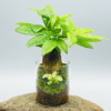 【绿植】礼物桌面懒人苔藓微景观生态瓶学生宿舍办公室懒人绿植解压diy 商品缩略图1