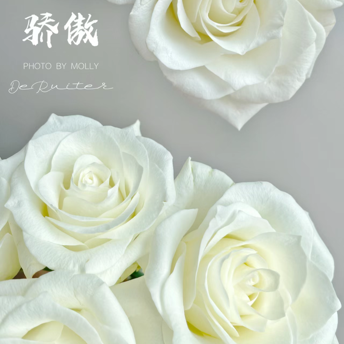 骄傲单头玫瑰丨A级花材  白玫瑰