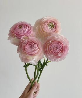 配花 |成功洋牡丹精灵