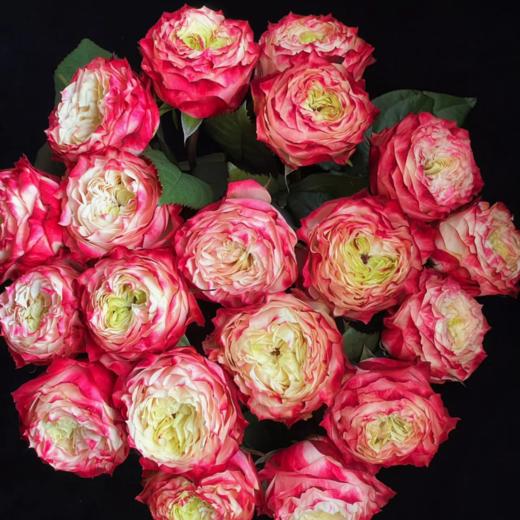 苹果杰克单头玫瑰丨A级花材 商品图3