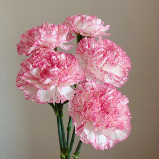 单头康乃馨丨欢乐时光丨20支/扎 商品图2