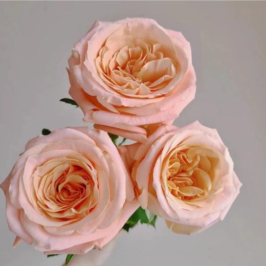 微光单头玫瑰丨A级花材｜单拍不发 商品图2