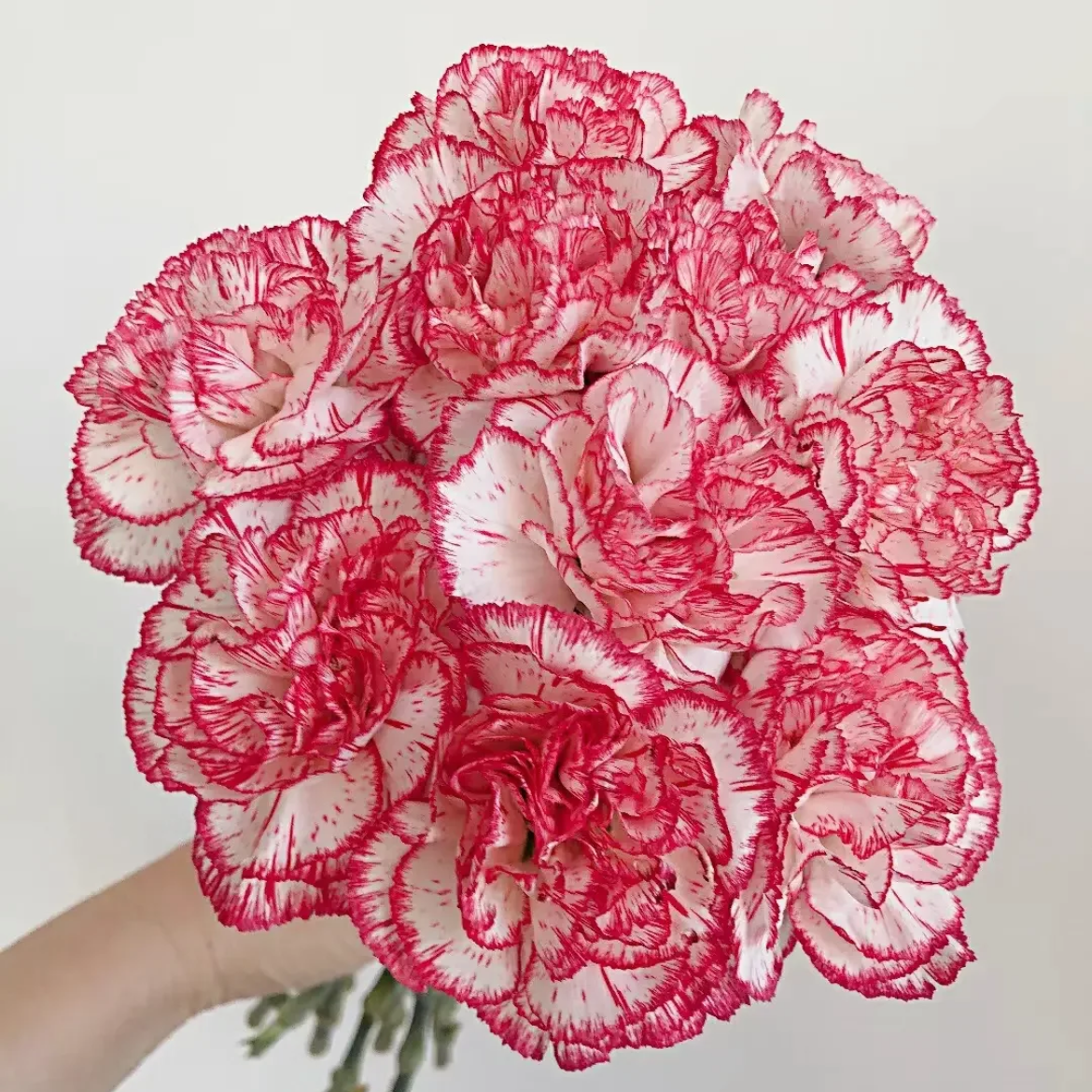 单头康乃馨丨伊人丨20支/扎