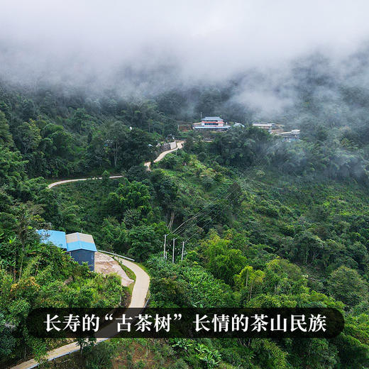 【万山之王】2023年班章产区特大树不输老班章茶王树的存在树龄千年以上，造班章荣耀，聚一山之荣成一茶之耀 商品图6