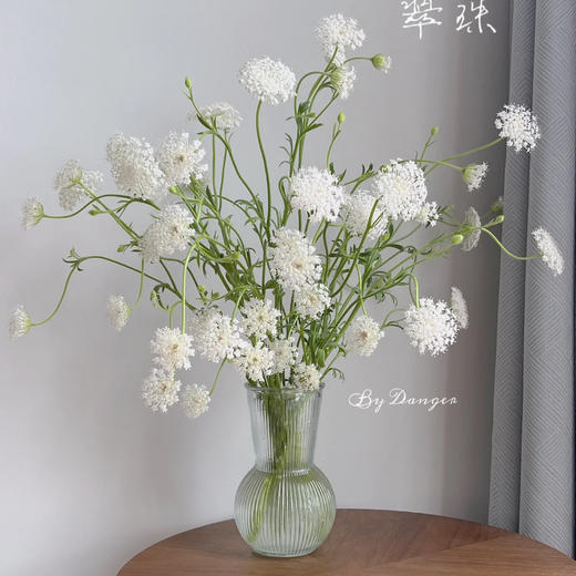 翠珠花白色丨草花 商品图2