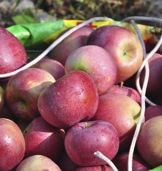 2025年云南高山丑苹果红富士  包邮 商品图2