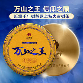 【万山之王】2023年班章产区特大树不输老班章茶王树的存在树龄千年以上，造班章荣耀，聚一山之荣成一茶之耀