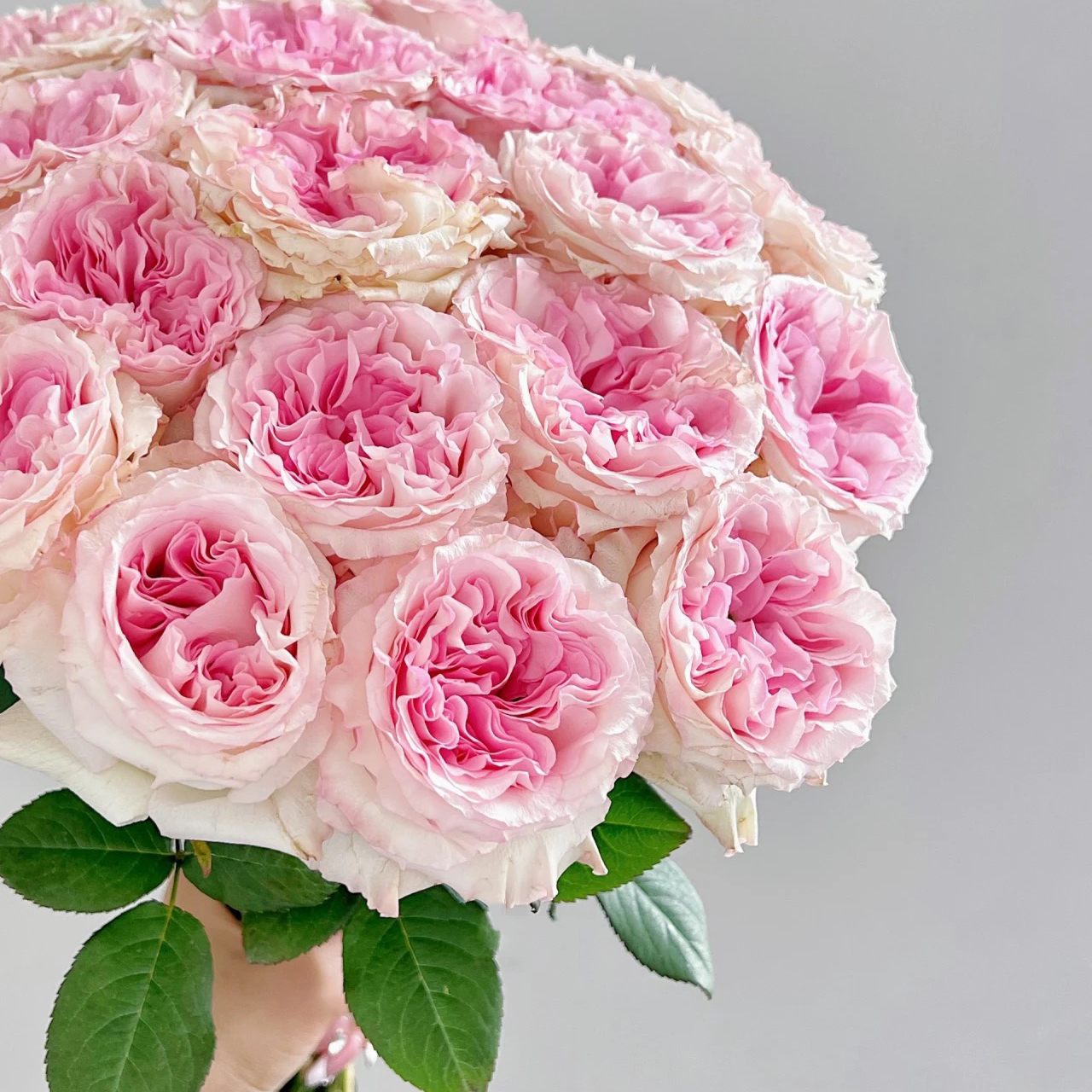 洛神单头玫瑰丨A级花材