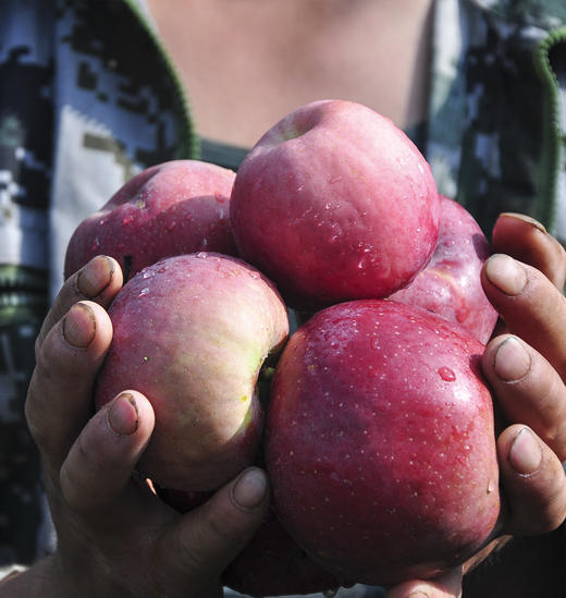 2025年云南高山丑苹果红富士  包邮 商品图4