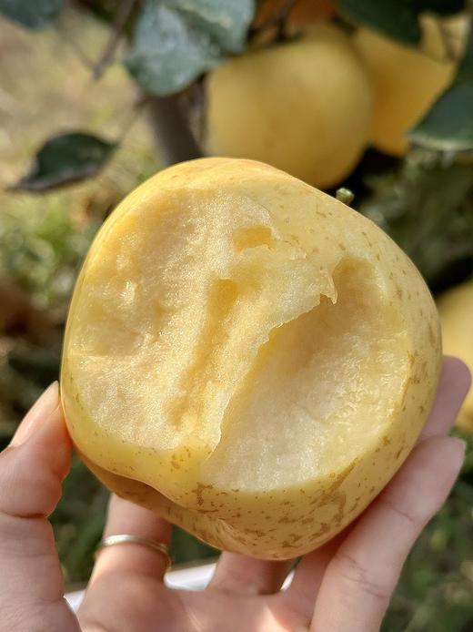 维纳斯 黄金苹果 纯甜无酸 清脆香甜 多汁 商品图1