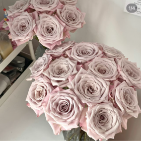 曼塔单头玫瑰丨A级花材丨单拍不发