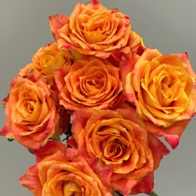 欢乐颂单头玫瑰丨A级花材