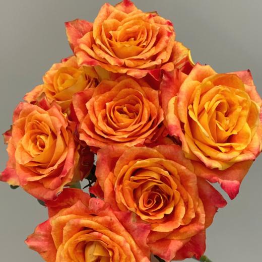 欢乐颂单头玫瑰丨A级花材 商品图0