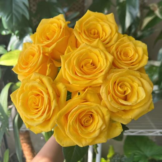 契机单头玫瑰丨A级花材 商品图0