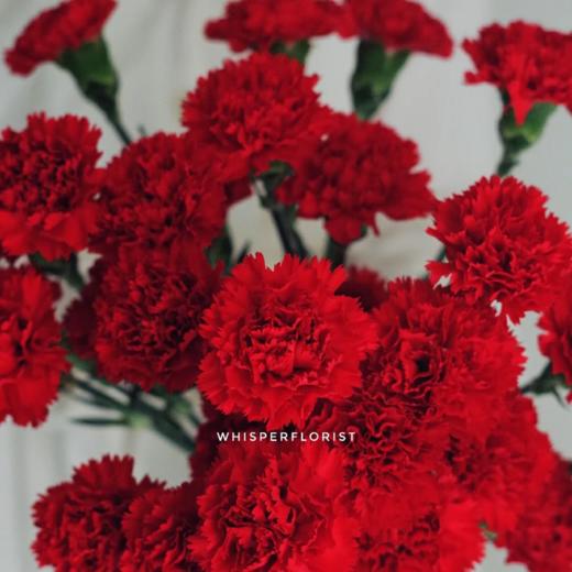 单头康乃馨丨洪福丨20支/扎 商品图0