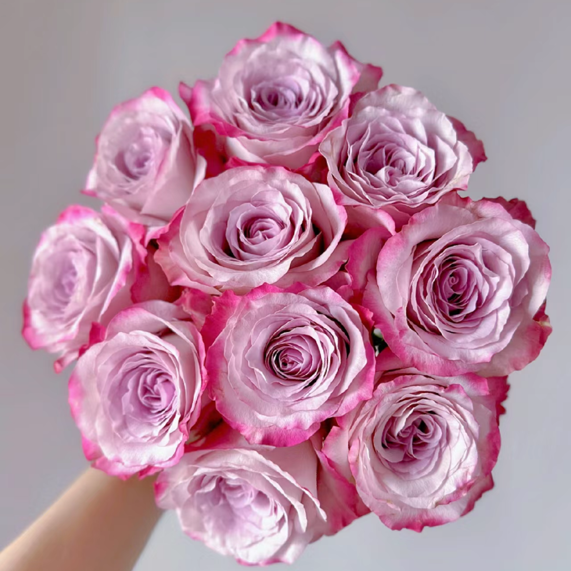 气场单头玫瑰丨A级花材