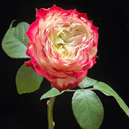 苹果杰克单头玫瑰丨A级花材 商品图2