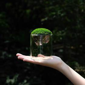 【绿植】礼物桌面懒人苔藓微景观生态瓶学生宿舍办公室懒人绿植解压diy