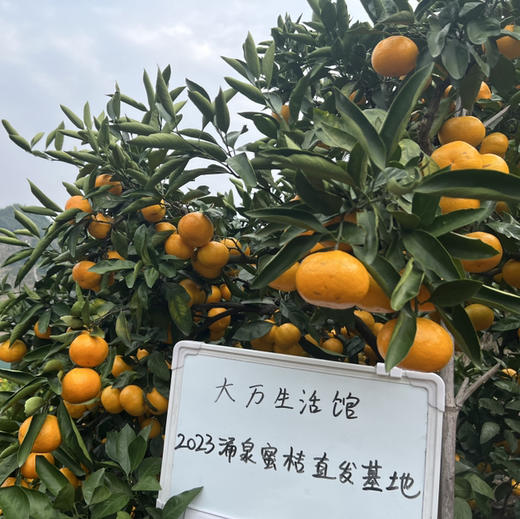 【下架倒计时一周】产地直邮-涌泉高山蜜桔 果肉细嫩化渣 鲜甜多汁 家庭装/贡品装 5斤/10斤 下单72小时发货～接近收官订单较多，大家可提前购买，排单发货～ 商品图6