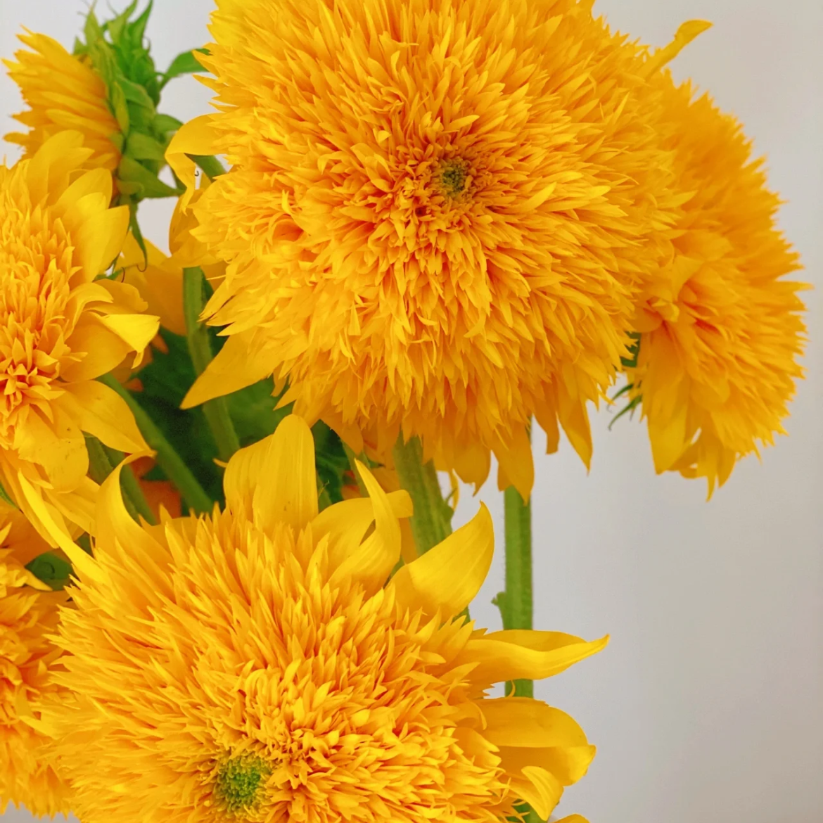 多头丨泰迪向日葵