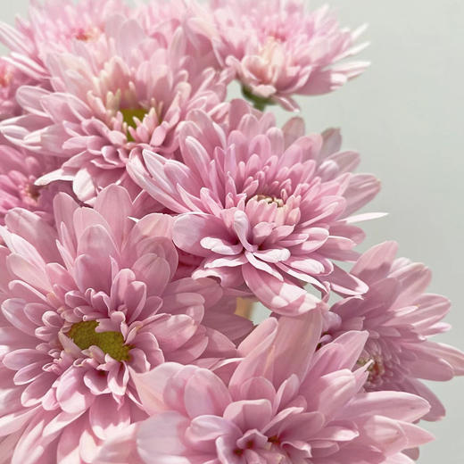 随机配色丨品牌小雏菊丨10支（单拍不发） 商品图3