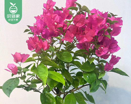 花开富贵三角梅盆栽/1盆（加仑盆+底托） 商品图3