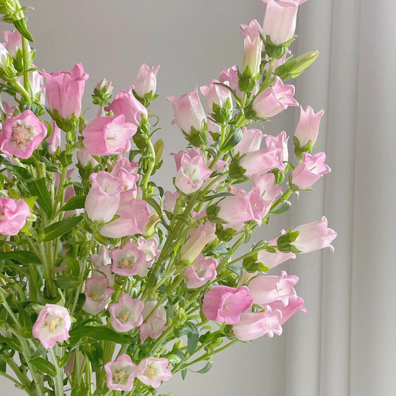 风铃花丨粉色丨草花（4-6支）