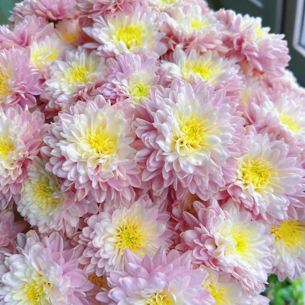 神仙丨品牌小雏菊丨5支