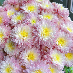 神仙丨品牌小雏菊丨5支