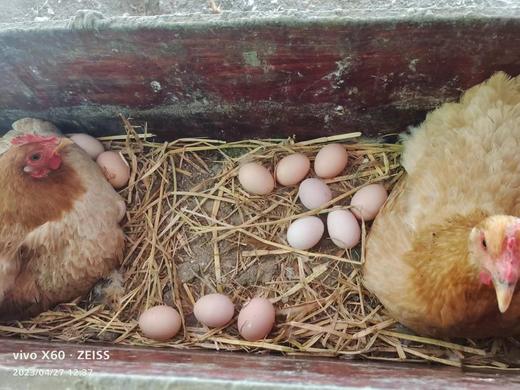 （黄山）农家散养土鸡蛋 商品图1