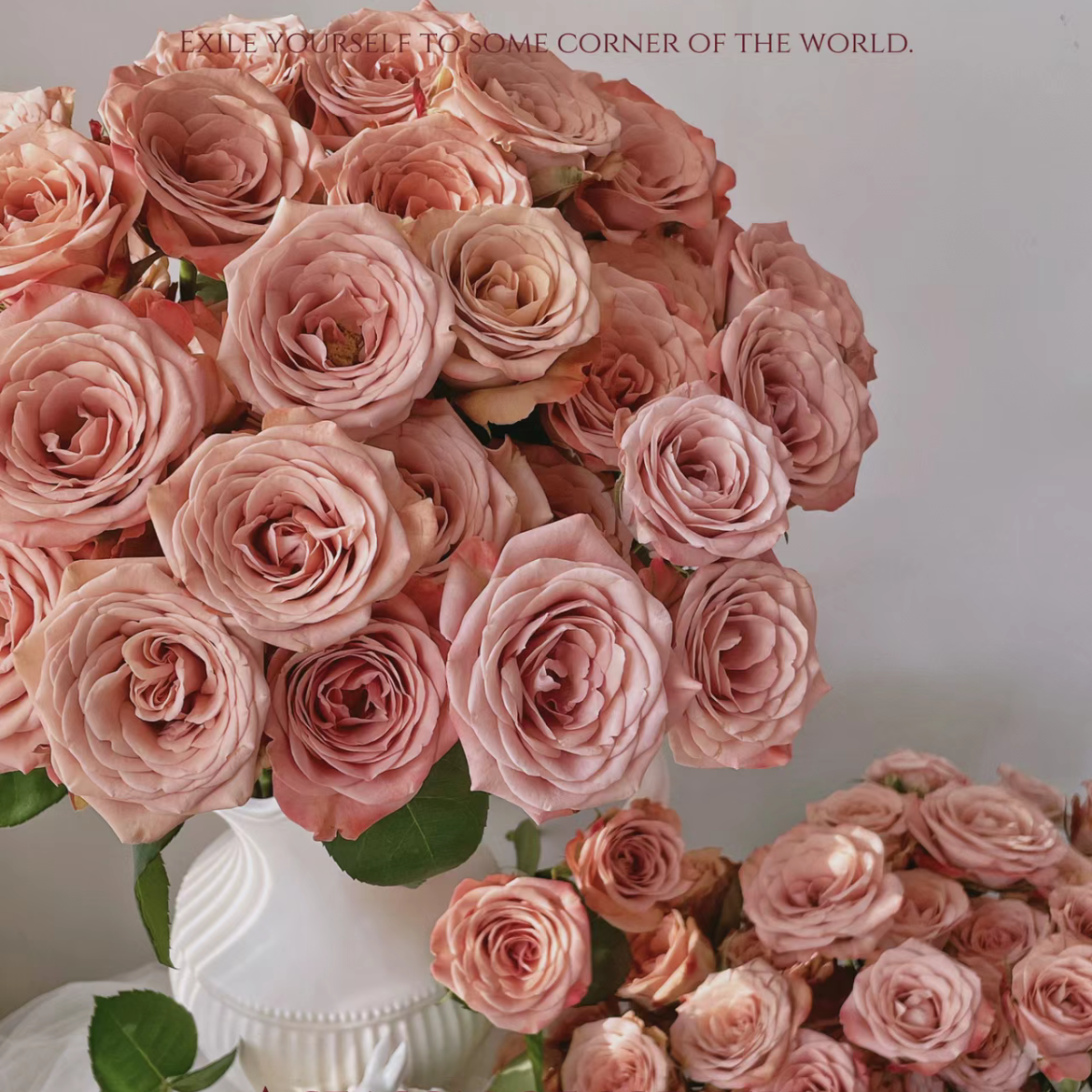 卡布奇诺单头玫瑰丨A级花材