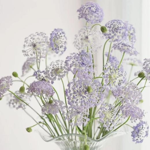 翠珠花淡紫色丨草花 商品图1