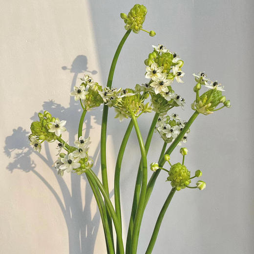 天鹅绒丨草花 商品图1