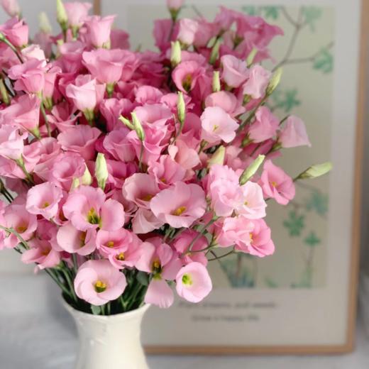 粉色丨洋桔梗 商品图2