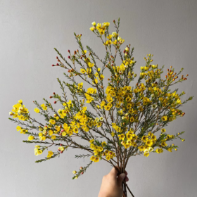 腊梅丨黄色丨1扎