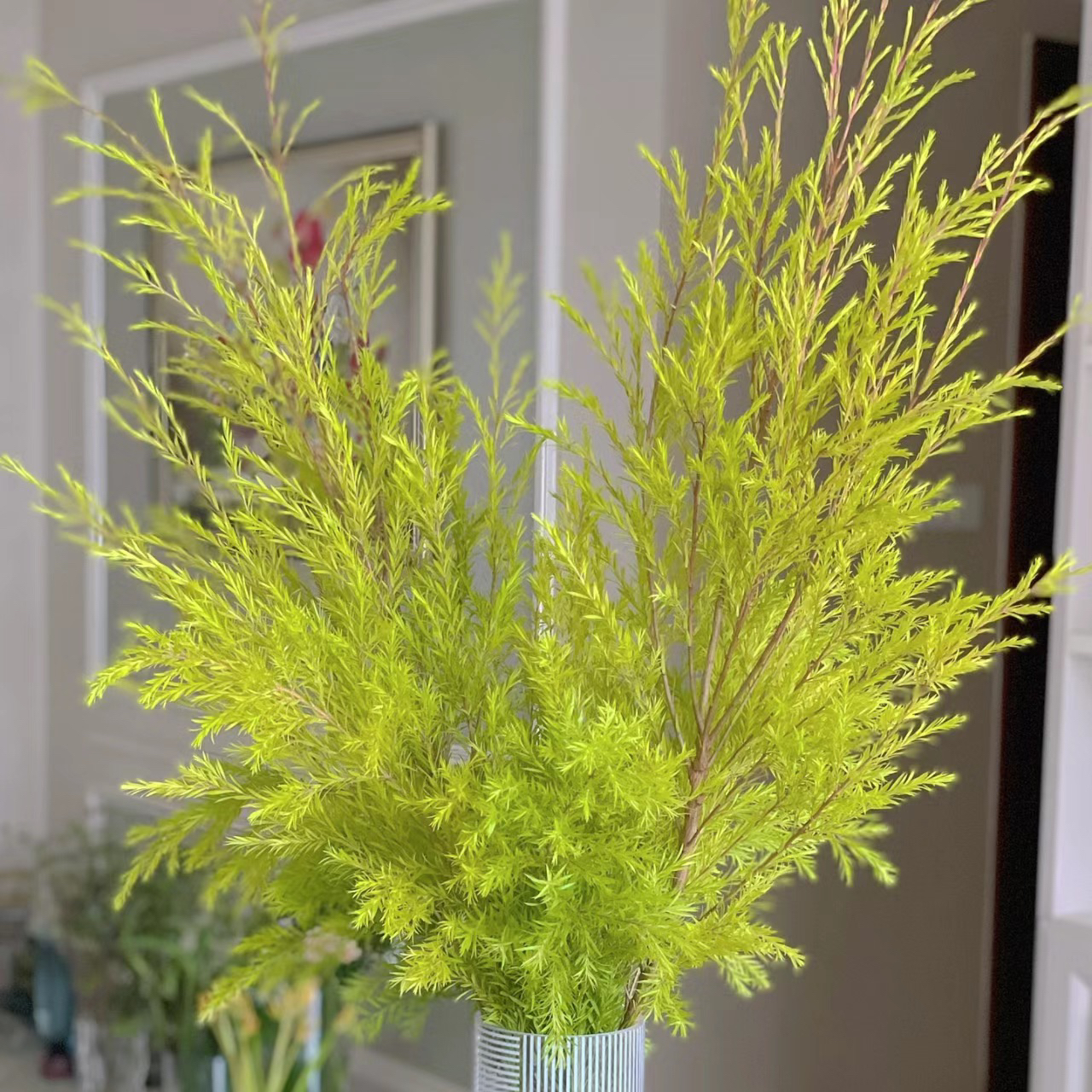 千层金原色丨叶材