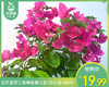 花开富贵三角梅盆栽/1盆（加仑盆+底托） 商品缩略图0