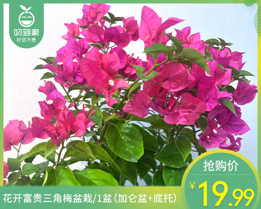 花开富贵三角梅盆栽/1盆（加仑盆+底托） 商品图0