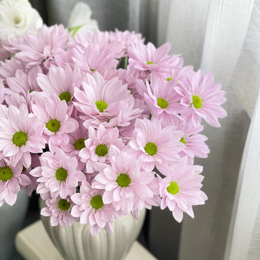 粉三文鱼丨品牌小雏菊丨5支 商品图0