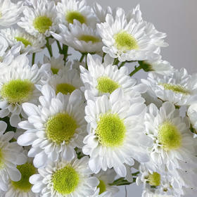 瑞白丨品牌小雏菊丨5支