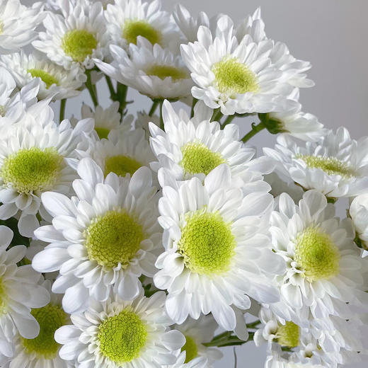 随机配色丨品牌小雏菊丨10支（单拍不发） 商品图7