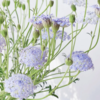 翠珠花淡紫色丨草花 商品缩略图2