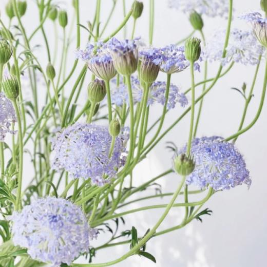翠珠花淡紫色丨草花 商品图2