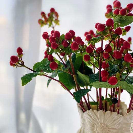 相思豆 红豆丨配果 商品图3