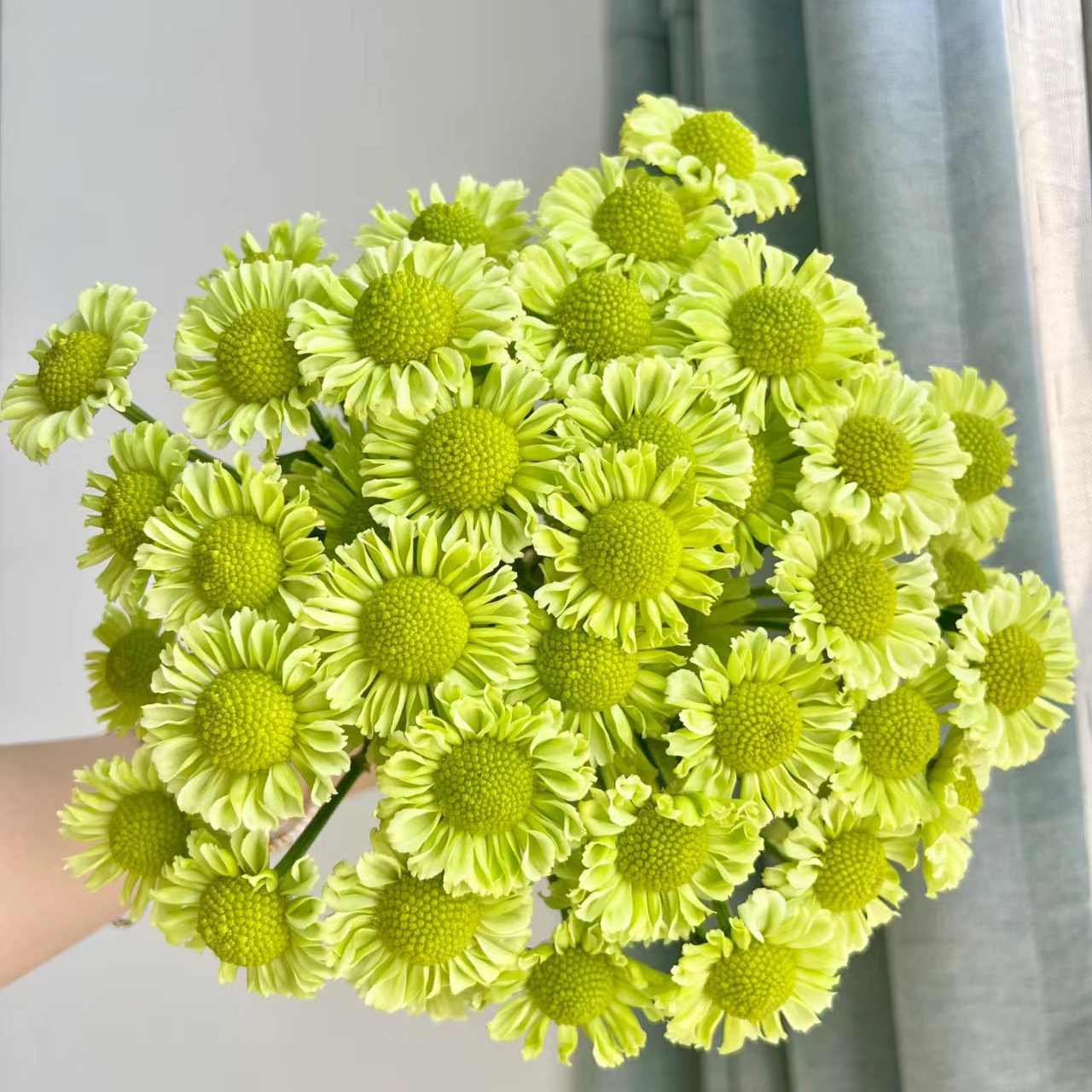 抹茶绿丨品牌小雏菊丨5支