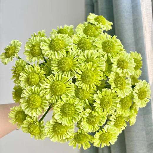 抹茶绿丨品牌小雏菊丨5支 商品图0