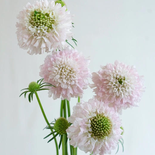 松虫草樱花粉丨草花 商品图1