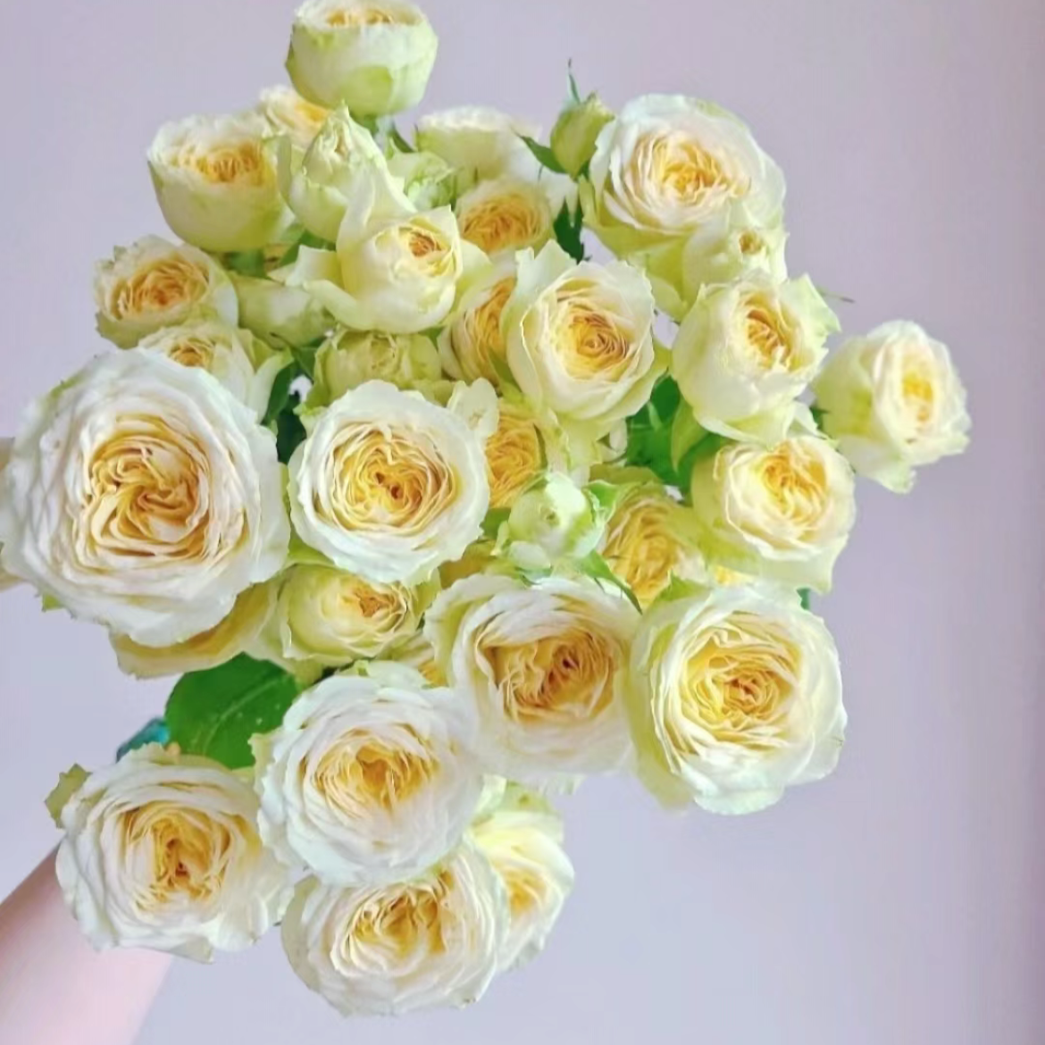 多头牛油果玫瑰丨A级花材 10支