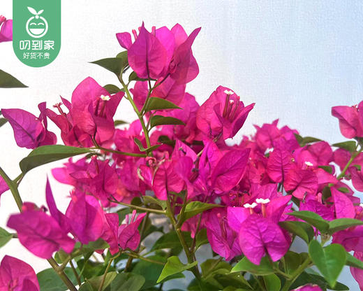 花开富贵三角梅盆栽/1盆（加仑盆+底托） 商品图2